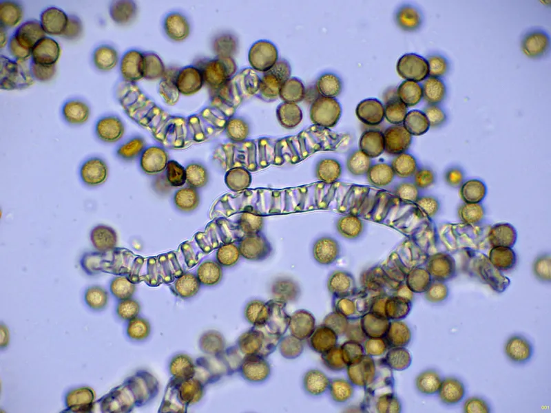 Battarrea phalloides 10 - Capilicio agua-001